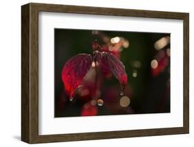 Cobweb with dewdrops on red leaves, dark background with bokeh-Paivi Vikstrom-Framed Photographic Print