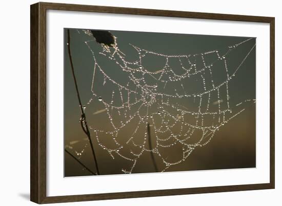 Cobweb with Dewdrops-Uwe Steffens-Framed Photographic Print