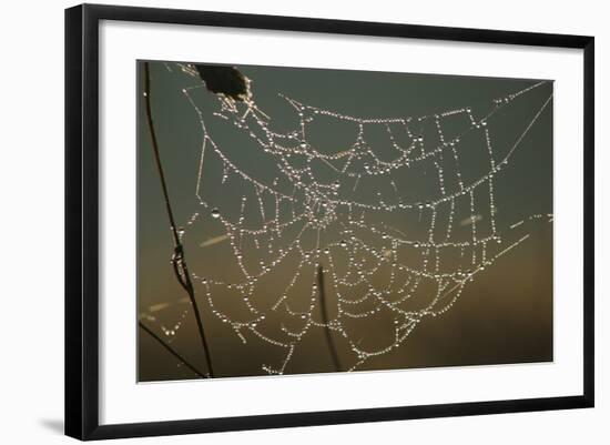 Cobweb with Dewdrops-Uwe Steffens-Framed Photographic Print