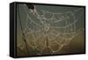 Cobweb with Dewdrops-Uwe Steffens-Framed Stretched Canvas