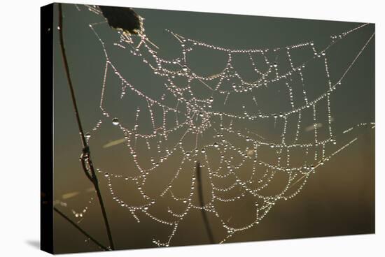 Cobweb with Dewdrops-Uwe Steffens-Stretched Canvas