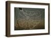 Cobweb with Dewdrops-Uwe Steffens-Framed Premium Photographic Print