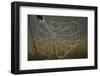 Cobweb with Dewdrops-Uwe Steffens-Framed Premium Photographic Print