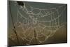 Cobweb with Dewdrops-Uwe Steffens-Mounted Premium Photographic Print