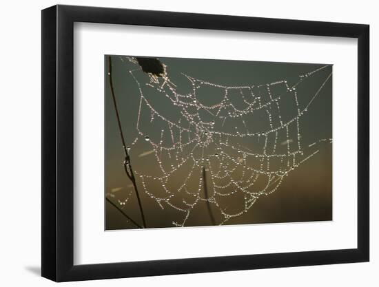 Cobweb with Dewdrops-Uwe Steffens-Framed Photographic Print