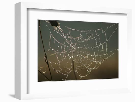 Cobweb with Dewdrops-Uwe Steffens-Framed Photographic Print