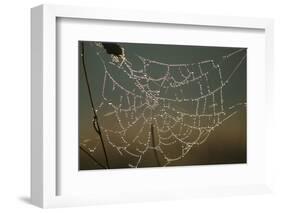 Cobweb with Dewdrops-Uwe Steffens-Framed Photographic Print