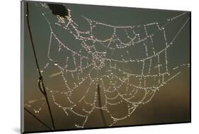 Cobweb with Dewdrops-Uwe Steffens-Mounted Photographic Print