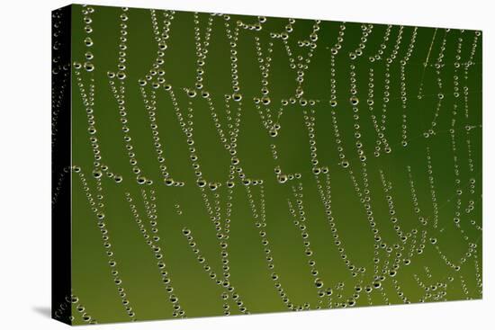 Cobweb with Droplets of Morning Dew-null-Stretched Canvas