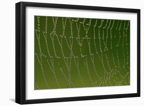 Cobweb with Droplets of Morning Dew-null-Framed Photographic Print