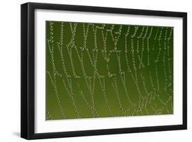 Cobweb with Droplets of Morning Dew-null-Framed Photographic Print