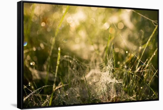 Cobwebs in the grass with bokeh background-Paivi Vikstrom-Framed Stretched Canvas