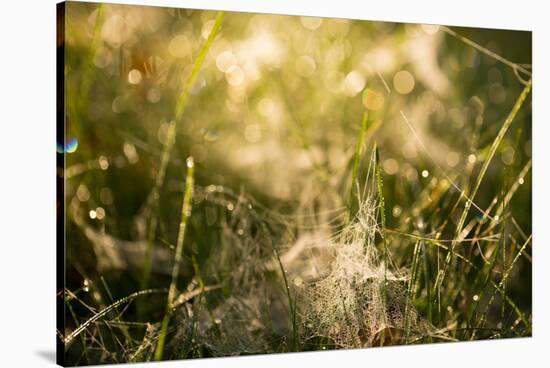 Cobwebs in the grass with bokeh background-Paivi Vikstrom-Stretched Canvas