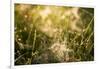 Cobwebs in the grass with bokeh background-Paivi Vikstrom-Framed Photographic Print