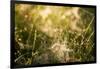 Cobwebs in the grass with bokeh background-Paivi Vikstrom-Framed Photographic Print