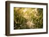 Cobwebs in the grass with bokeh background-Paivi Vikstrom-Framed Photographic Print