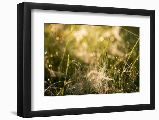 Cobwebs in the grass with bokeh background-Paivi Vikstrom-Framed Photographic Print