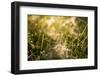 Cobwebs in the grass with bokeh background-Paivi Vikstrom-Framed Photographic Print