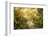 Cobwebs in the grass with bokeh background-Paivi Vikstrom-Framed Photographic Print