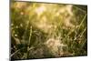 Cobwebs in the grass with bokeh background-Paivi Vikstrom-Mounted Photographic Print