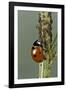 Coccinella Septempunctata (Sevenspotted Lady Beetle) - Devouring Aphids-Paul Starosta-Framed Photographic Print