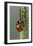 Coccinella Septempunctata (Sevenspotted Lady Beetle) - Devouring Aphids-Paul Starosta-Framed Photographic Print