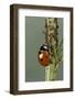 Coccinella Septempunctata (Sevenspotted Lady Beetle) - Devouring Aphids-Paul Starosta-Framed Photographic Print