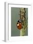 Coccinella Septempunctata (Sevenspotted Lady Beetle) - Devouring Aphids-Paul Starosta-Framed Photographic Print