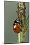 Coccinella Septempunctata (Sevenspotted Lady Beetle) - Devouring Aphids-Paul Starosta-Mounted Photographic Print