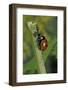 Coccinella Septempunctata (Sevenspotted Lady Beetle) - Devouring Aphids-Paul Starosta-Framed Photographic Print