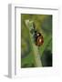 Coccinella Septempunctata (Sevenspotted Lady Beetle) - Devouring Aphids-Paul Starosta-Framed Photographic Print