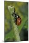 Coccinella Septempunctata (Sevenspotted Lady Beetle) - Devouring Aphids-Paul Starosta-Mounted Photographic Print