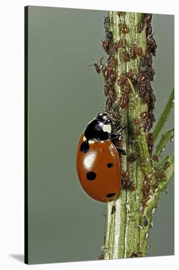 Coccinella Septempunctata (Sevenspotted Lady Beetle) - Devouring Aphids-Paul Starosta-Stretched Canvas