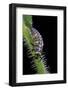 Coccinella Septempunctata (Sevenspotted Lady Beetle) - Larva-Paul Starosta-Framed Photographic Print