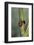 Coccinella Septempunctata (Sevenspotted Lady Beetle) - with Ant-Paul Starosta-Framed Photographic Print