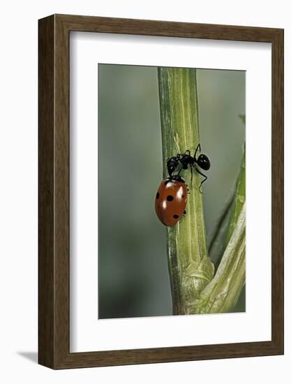 Coccinella Septempunctata (Sevenspotted Lady Beetle) - with Ant-Paul Starosta-Framed Photographic Print