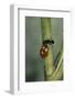 Coccinella Septempunctata (Sevenspotted Lady Beetle) - with Ant-Paul Starosta-Framed Photographic Print