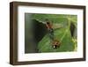 Coccinella Septempunctata (Sevenspotted Lady Beetle) - with Assassin Bug-Paul Starosta-Framed Photographic Print