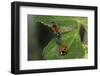 Coccinella Septempunctata (Sevenspotted Lady Beetle) - with Assassin Bug-Paul Starosta-Framed Photographic Print