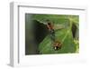 Coccinella Septempunctata (Sevenspotted Lady Beetle) - with Assassin Bug-Paul Starosta-Framed Photographic Print