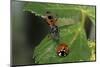 Coccinella Septempunctata (Sevenspotted Lady Beetle) - with Assassin Bug-Paul Starosta-Mounted Photographic Print