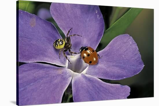 Coccinella Septempunctata (Sevenspotted Lady Beetle) - with Spider-Paul Starosta-Stretched Canvas