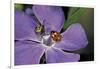 Coccinella Septempunctata (Sevenspotted Lady Beetle) - with Spider-Paul Starosta-Framed Photographic Print