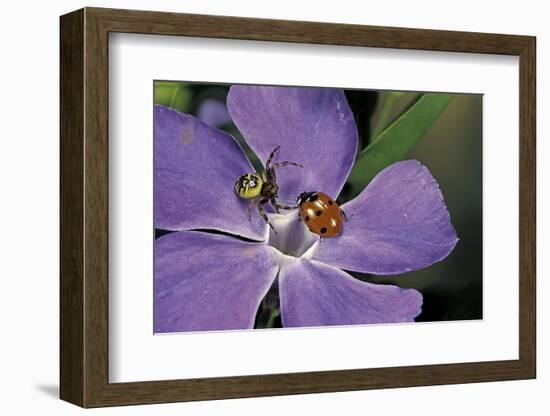 Coccinella Septempunctata (Sevenspotted Lady Beetle) - with Spider-Paul Starosta-Framed Photographic Print