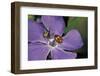 Coccinella Septempunctata (Sevenspotted Lady Beetle) - with Spider-Paul Starosta-Framed Photographic Print