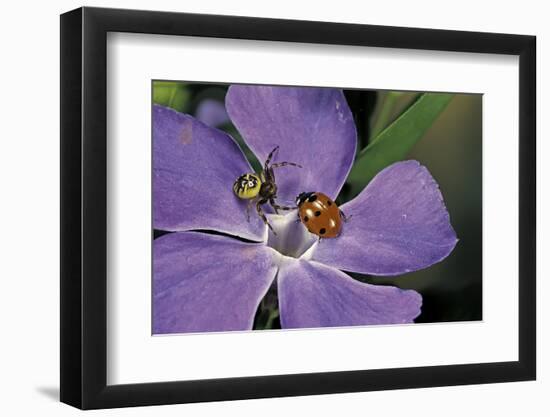Coccinella Septempunctata (Sevenspotted Lady Beetle) - with Spider-Paul Starosta-Framed Photographic Print