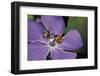 Coccinella Septempunctata (Sevenspotted Lady Beetle) - with Spider-Paul Starosta-Framed Photographic Print