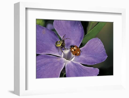 Coccinella Septempunctata (Sevenspotted Lady Beetle) - with Spider-Paul Starosta-Framed Photographic Print