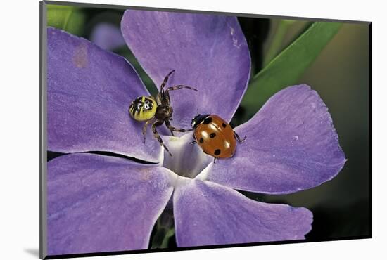 Coccinella Septempunctata (Sevenspotted Lady Beetle) - with Spider-Paul Starosta-Mounted Photographic Print