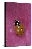 Coccinella Septempunctata (Sevenspotted Lady Beetle)-Paul Starosta-Stretched Canvas